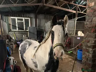 Miniature horses Children’s Lead Rein Pony - Advert 8