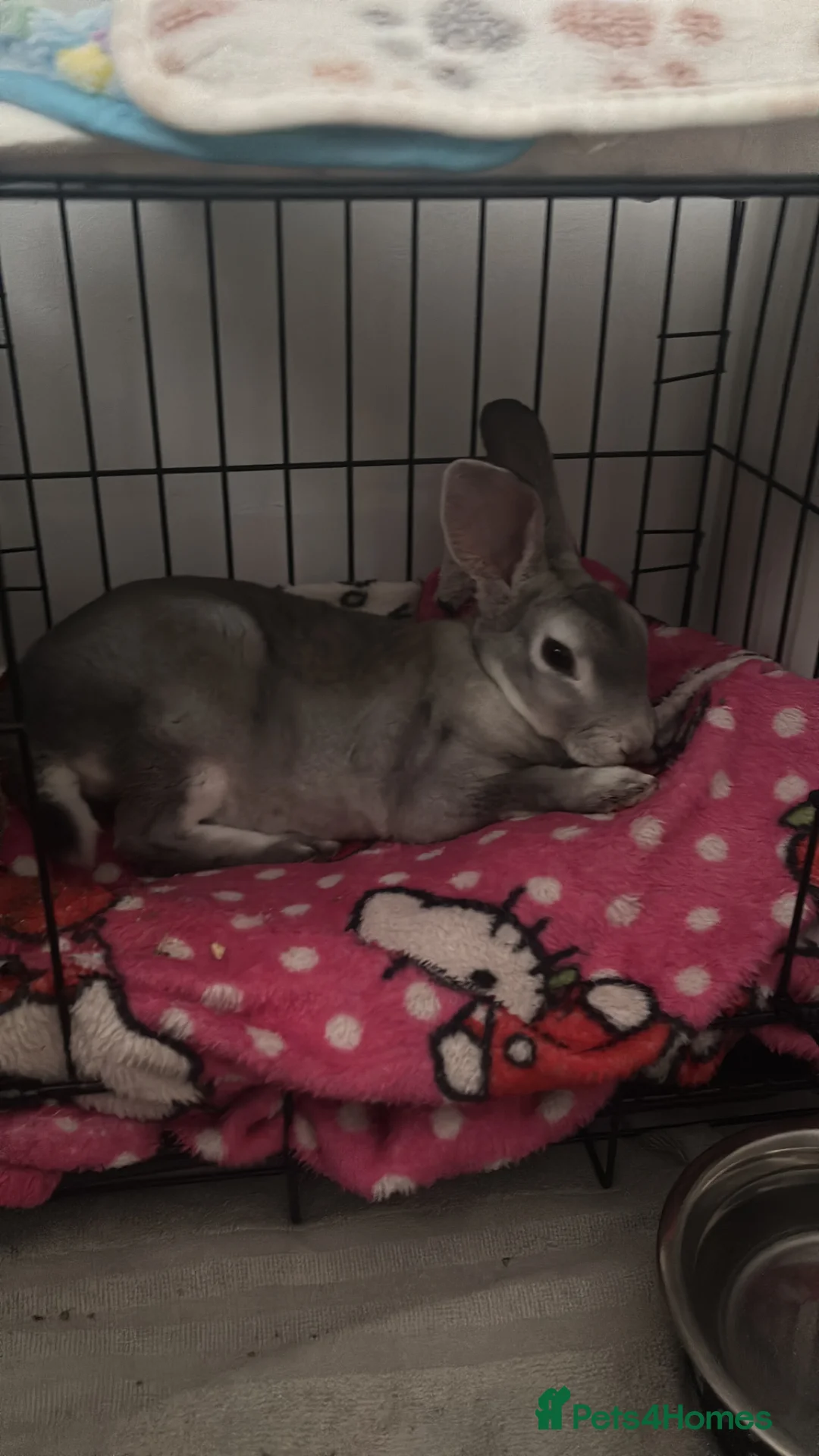Rex rabbits for sale: Grey baby Rex  - Advert 2
