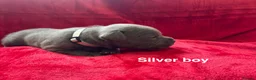Staffordshire Bull Terrier dogs for sale: 8 stunning Stafford bull terrier puppies - Advert 21