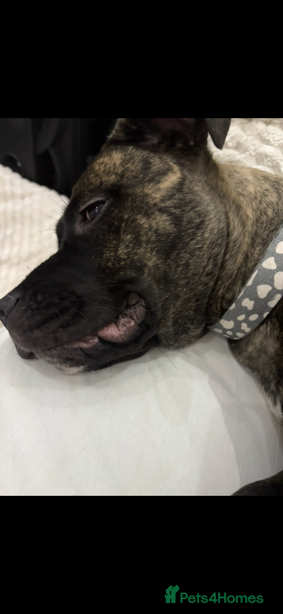 Mixed Breed dogs for sale: This is nova - Advert 11