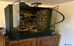 Lizard reptiles for sale: Reptile bioactive enclosure only enclosure  - Image 1