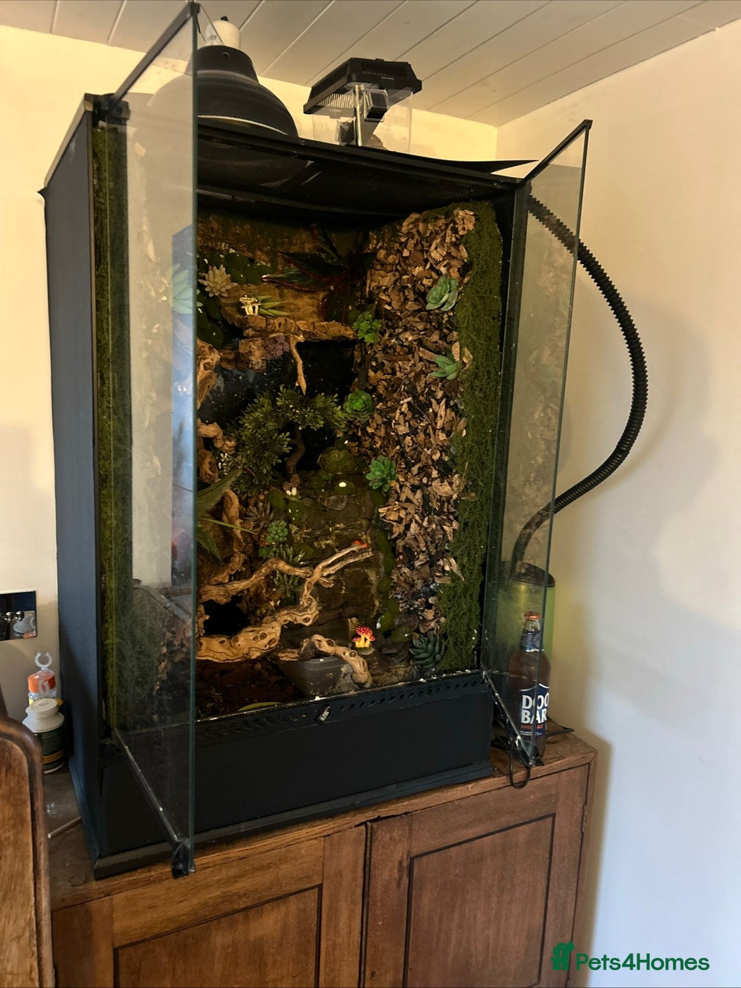 Lizard reptiles for sale: Reptile bioactive enclosure only enclosure  - Image 1