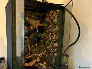 Lizard reptiles - Advert 10