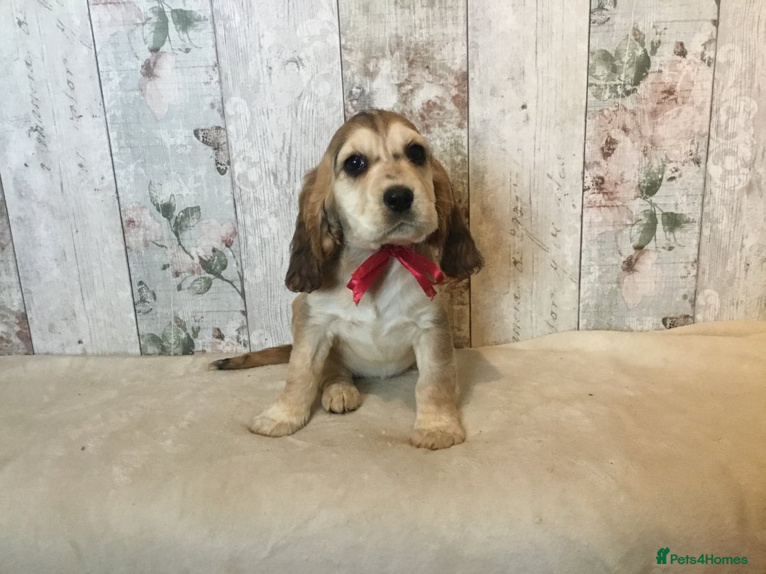 Mixed Breed dogs for sale: Adorable/ Social/Confident Cockalier pups - Advert 7