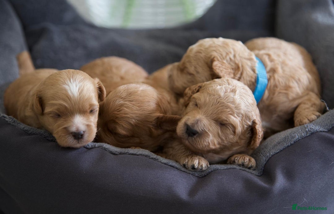 Cavachon dogs for sale: Gorgeous Cavapoochon’s Light Fox Red. - Image 5