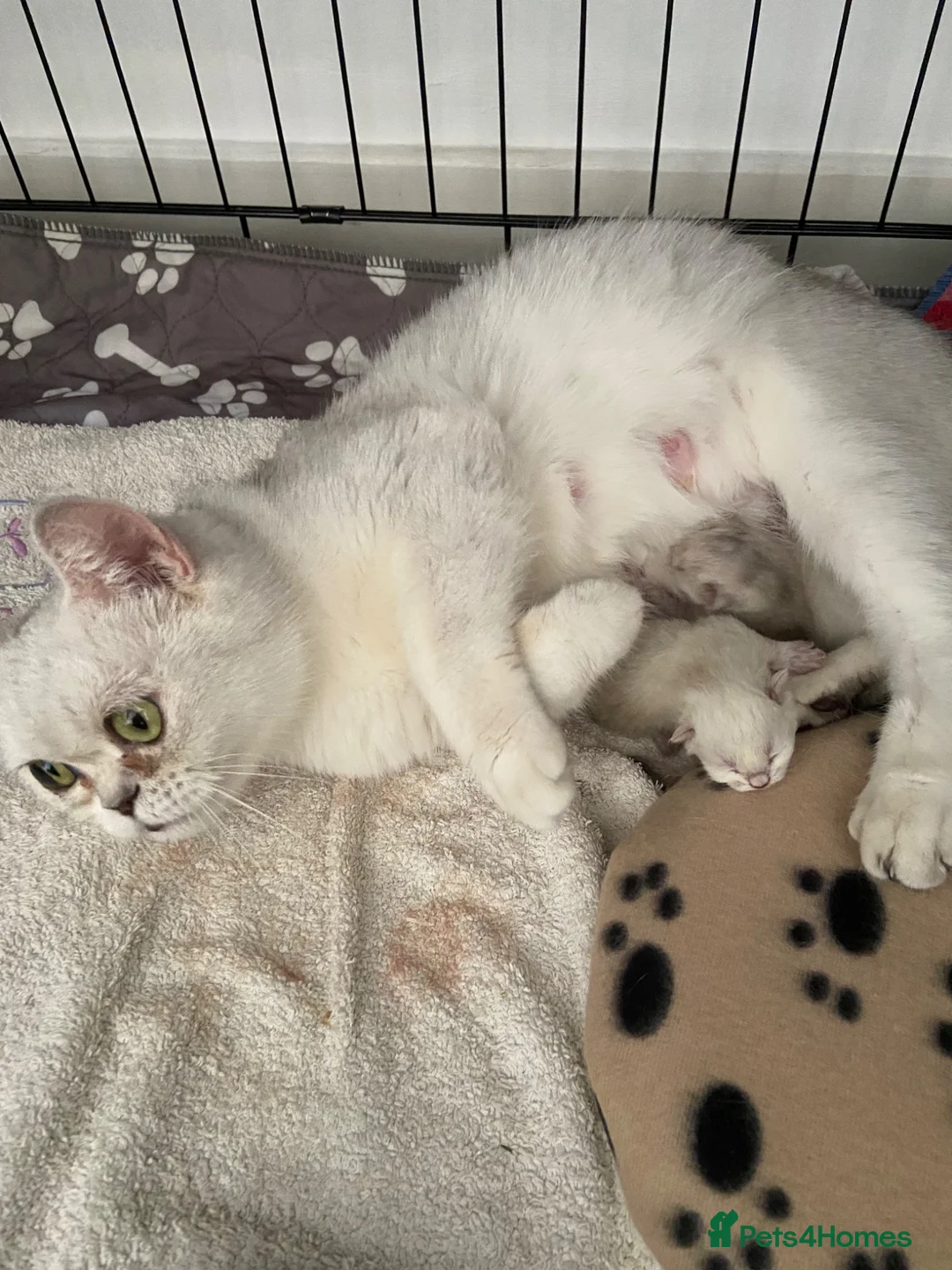 British Shorthair cats for sale: Silver pedigree British Shorthair kittens  - Advert 27