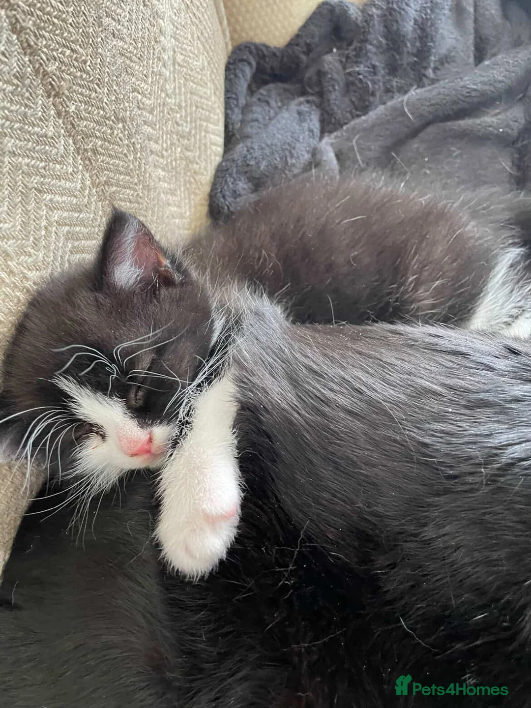 Domestic Shorthair cats for sale: Adorable kitten looking for his forever home  - Advert 2