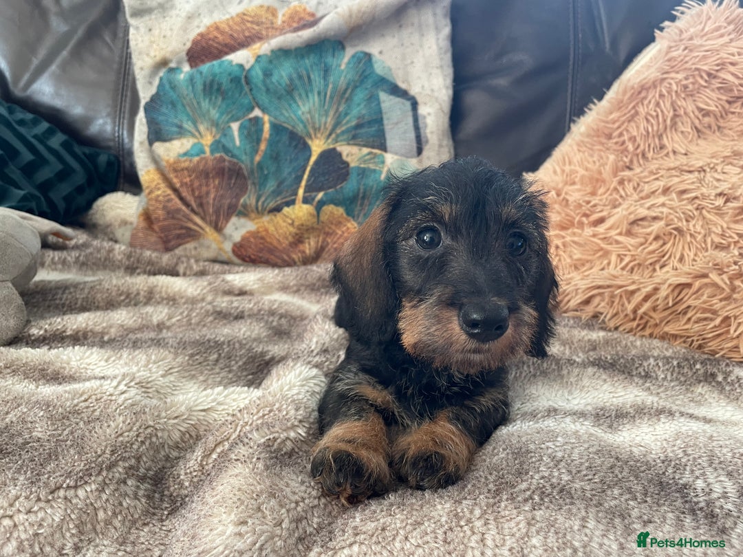 Miniature Dachshund dogs for sale: Miniature Wire Haired Dachshunds - Image 26