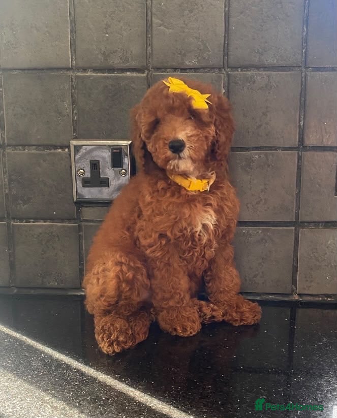 Miniature Poodle dogs Beautiful Miniature Poodle - Advert 1