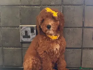 Miniature Poodle dogs Beautiful Miniature Poodle - Advert 1