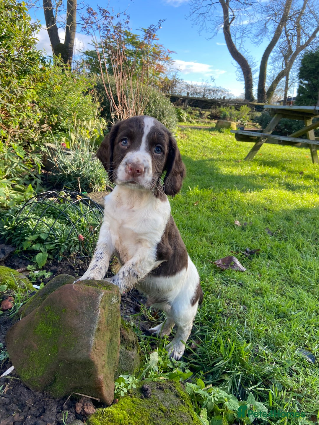 English Springer Spaniel dogs for sale: English Springer spaniel puppies  - Advert 8