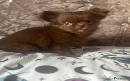 Chihuahua dogs for sale: Beautiful long coat chihuahua girl 🤎💕 - Advert 2