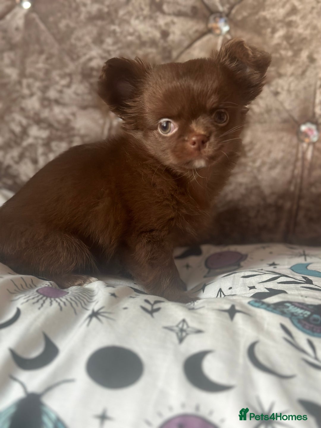 Chihuahua dogs for sale: Beautiful long coat chihuahua girl 🤎💕 - Advert 2