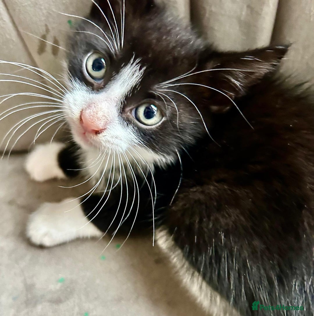 Mixed Breed cats for sale: 3 cute black and white kitten  - Image 4