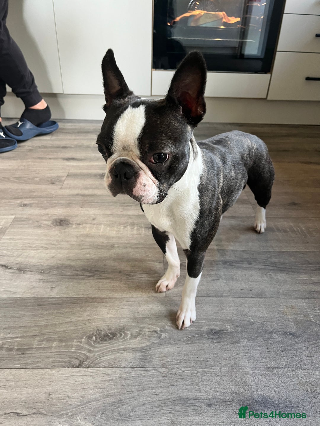 Boston Terrier dogs for stud: Wildax KC Boston terrier Stud - Image 4