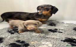 Miniature Dachshund dogs for sale: PRA clear. Isabella tan female (singleton) - Image 8