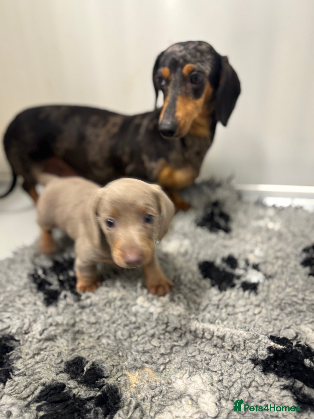 Miniature Dachshund dogs for sale: PRA clear. Isabella tan female (singleton) - Image 8