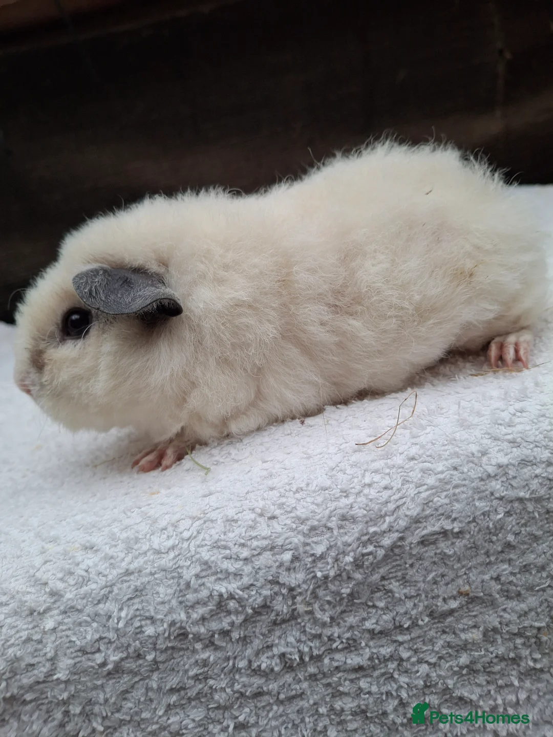 Guinea Pig rodents for sale: Baby Female Guineapigs  - Advert 12