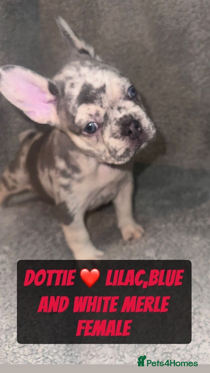 French Bulldog dogs French bulldog puppies for sale  - Advert 3