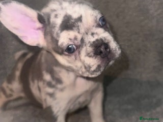 French Bulldog dogs - Advert 30