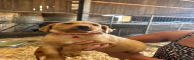 Labrador Retriever 7