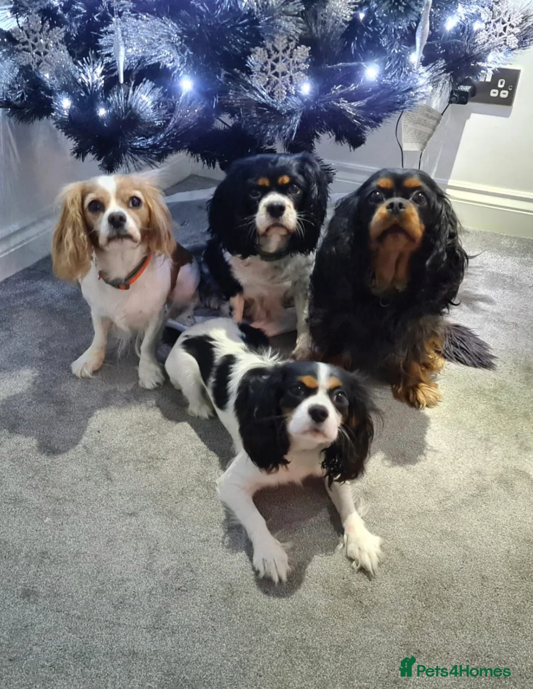 Cavapoo dogs for sale: 🩷🩵SMALL TOY🐶CAVAPOO PUPS🐶HEALTH DNA TESTED🩵🩷 - Advert 16