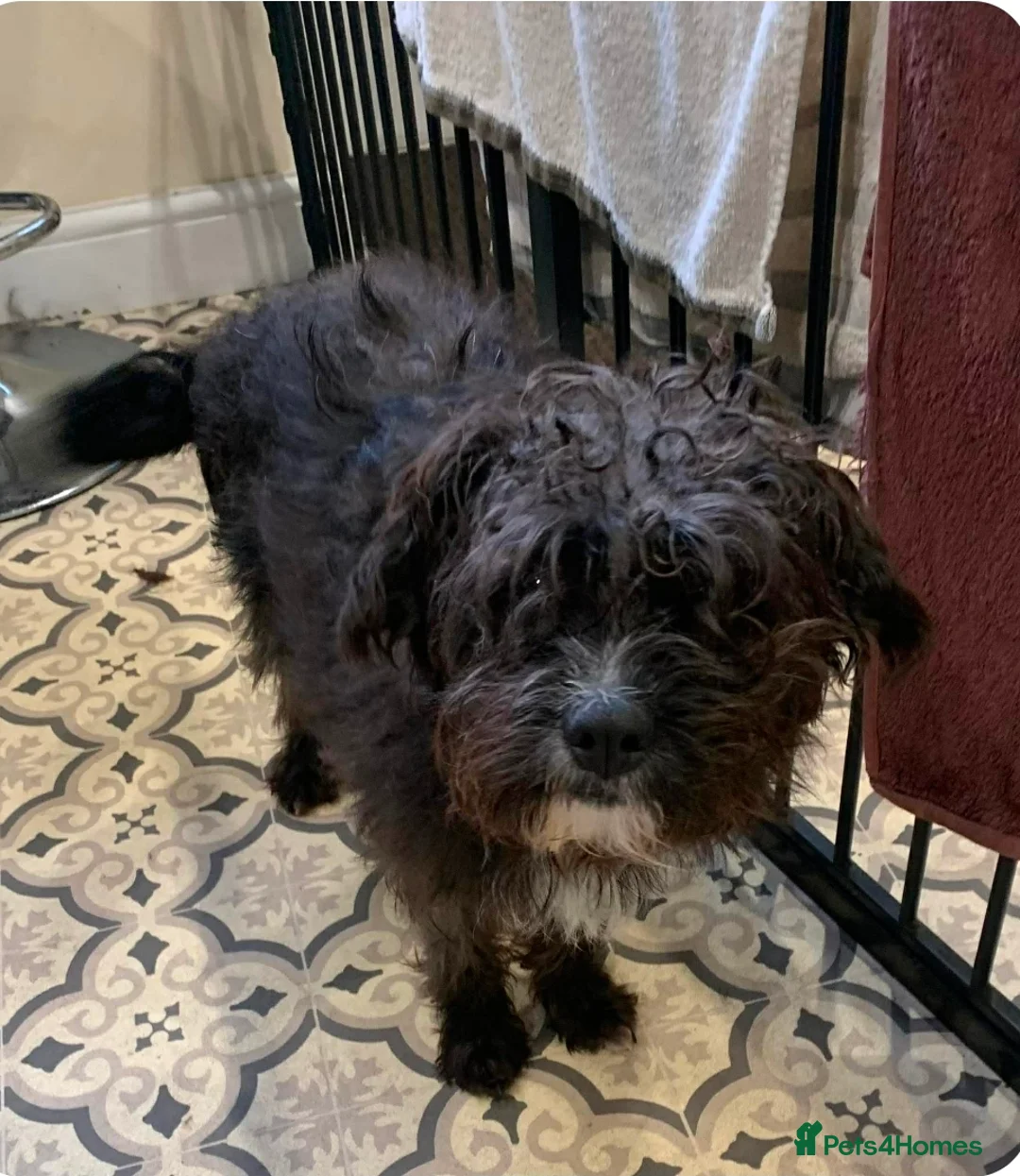 Mixed Breed dogs for adoption: CAMI 8 months - Advert 7