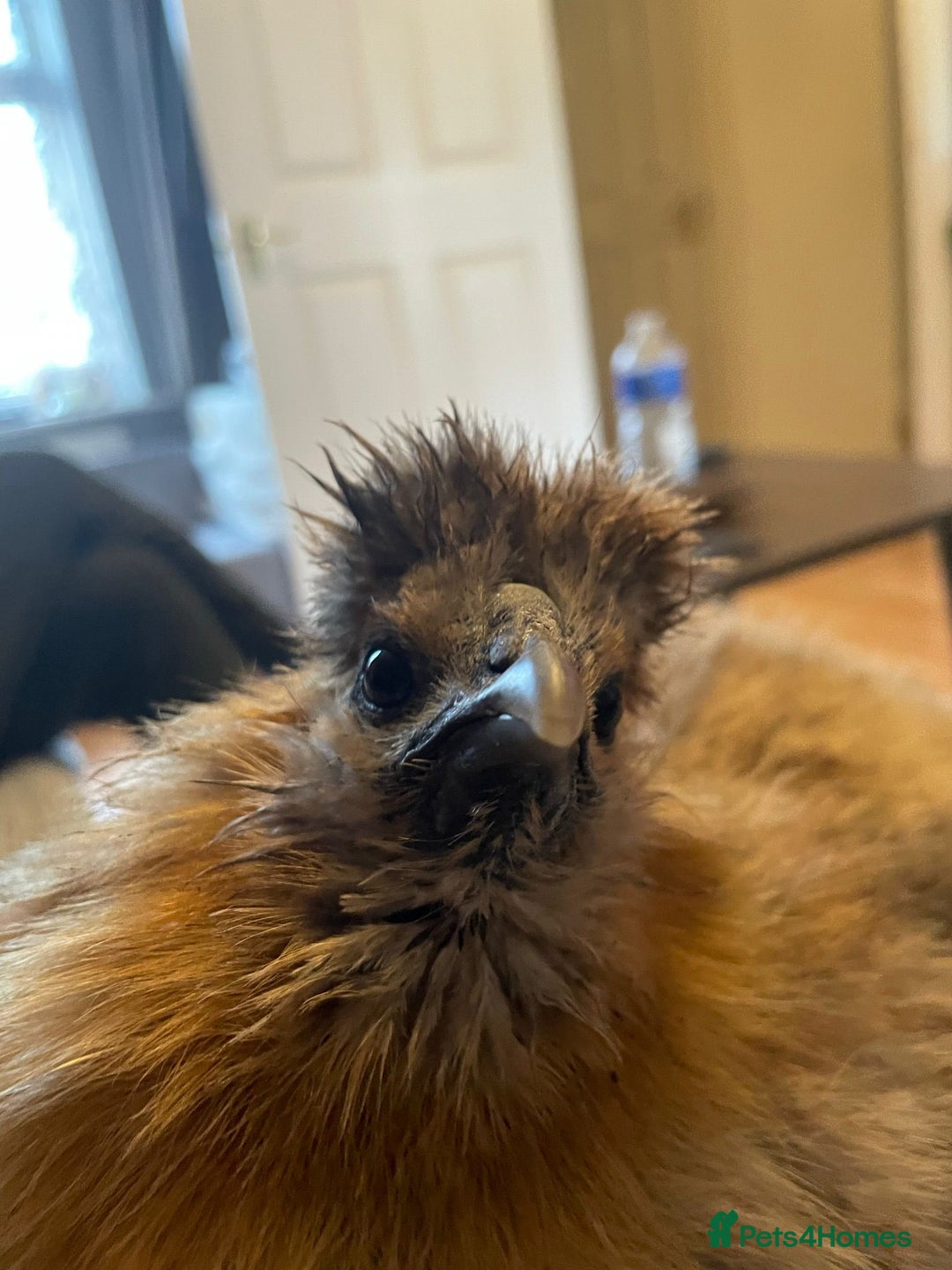 Chickens poultry for sale: 🐔 Loving Home Wanted for 4 Beautiful Hens  - Image 3