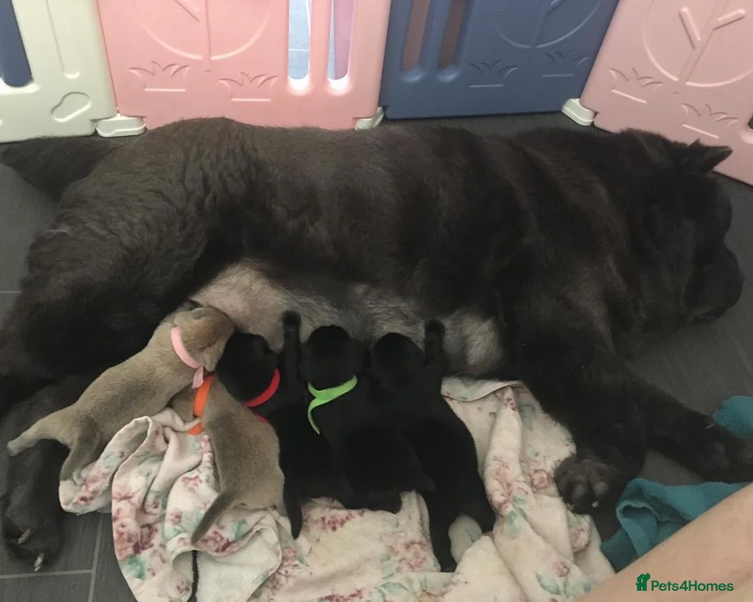 Chow Chow dogs for stud: *HOGAN*THICK RED RUSSIAN CHAMPION very well proven in Cheltenham - Advert 16