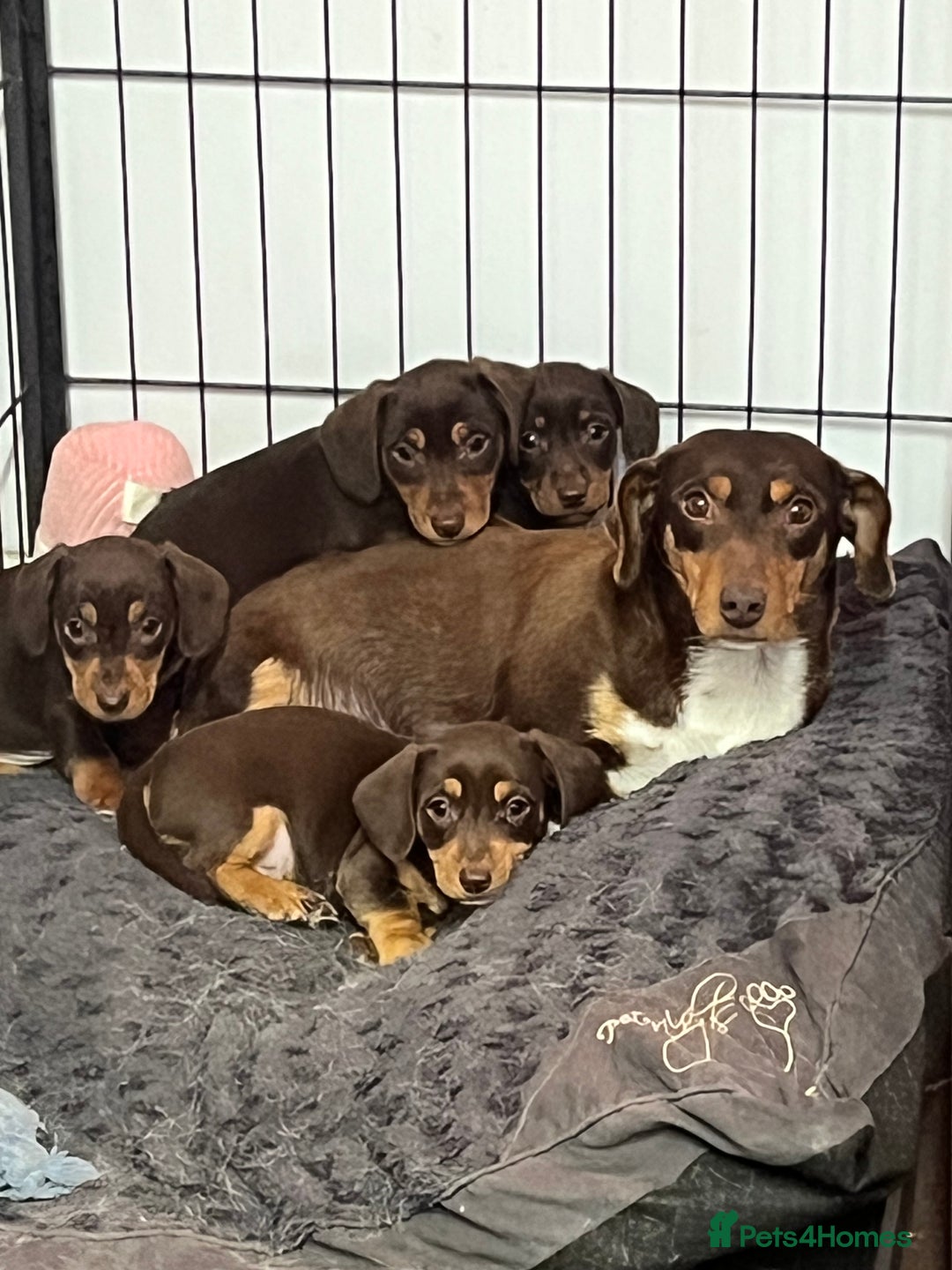 Dachshund dogs for sale: stunning gorgeous litter  - Advert 5