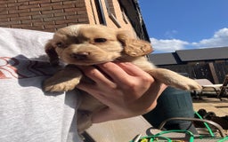 Cocker Spaniel dogs for sale: Cocker spaniel  - Image 2