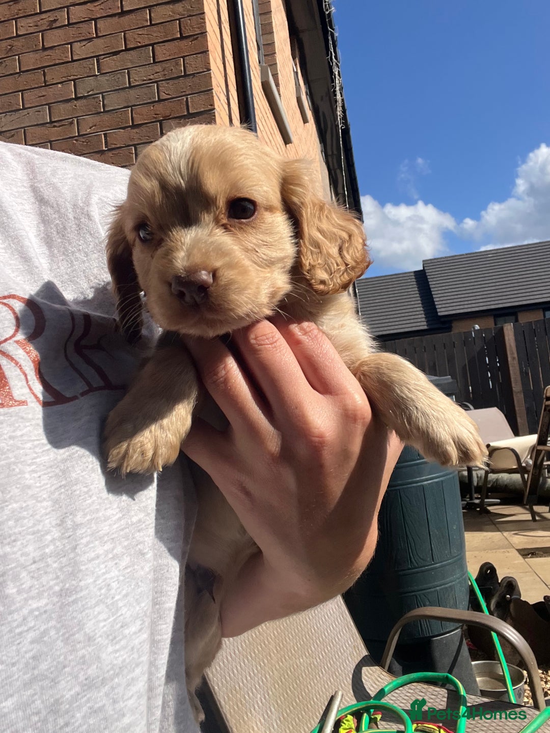 Cocker Spaniel dogs for sale: Cocker spaniel  - Image 2