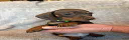 Dachshund dogs for sale: 4 adorable dachshund pups 3 boys 1 girl  - Advert 6