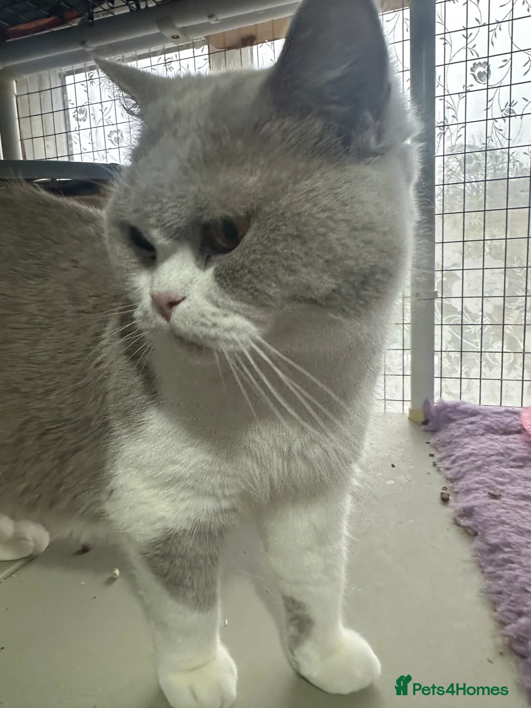 British Shorthair cats for sale: Top pedigree British shorthair chunky kittens  - Advert 8