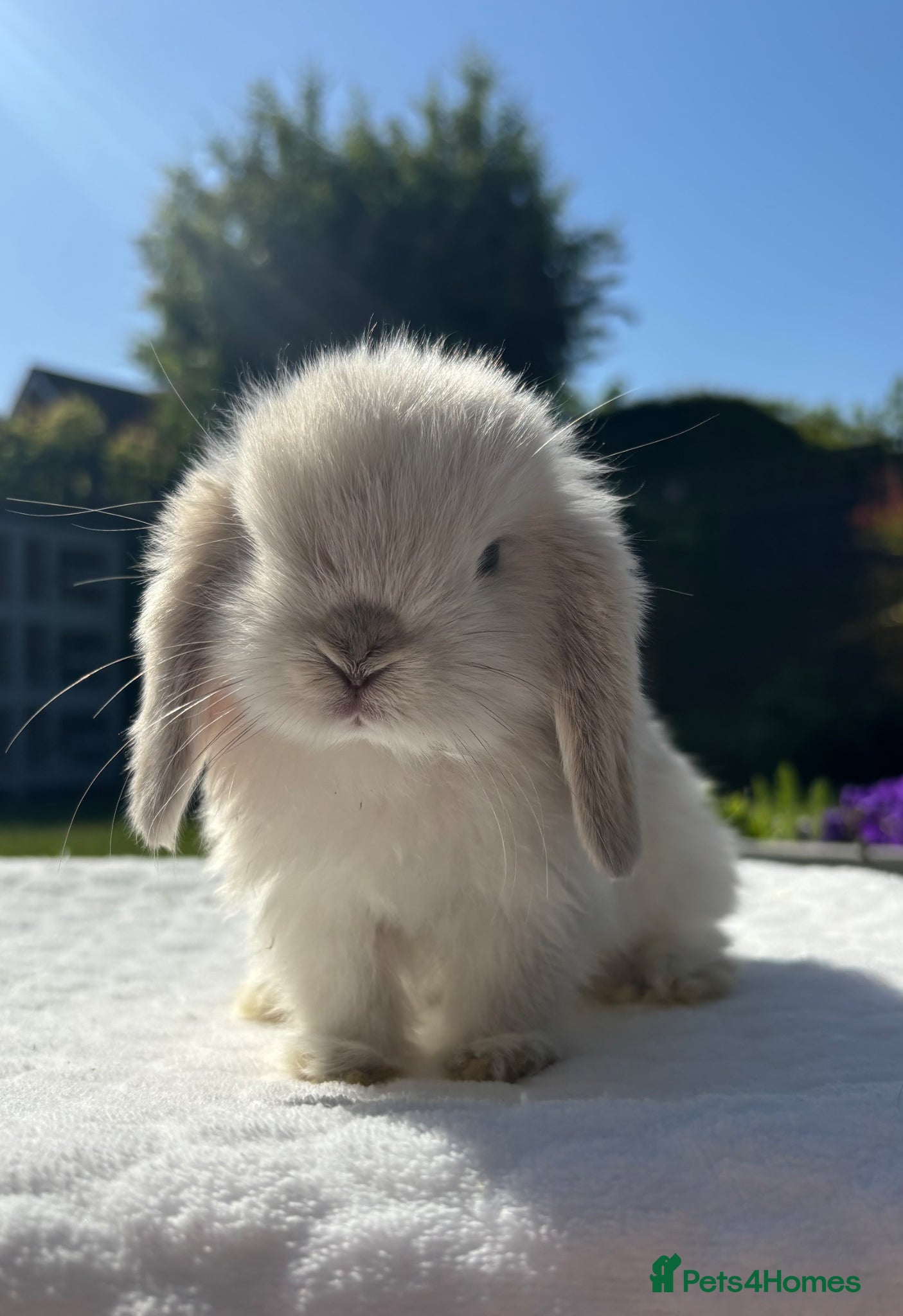 Mini Lop rabbits Gorgeous Pure Bred Mini Lop Baby Rabbits - Advert 2