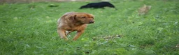 Labrador Retriever dogs for stud: PROVEN KC Fox Red Health Tested Labrador Stud Dog - Advert 5