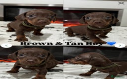 Dachshund dogs for sale: Miniature Dachshund Puppies  - Image 4