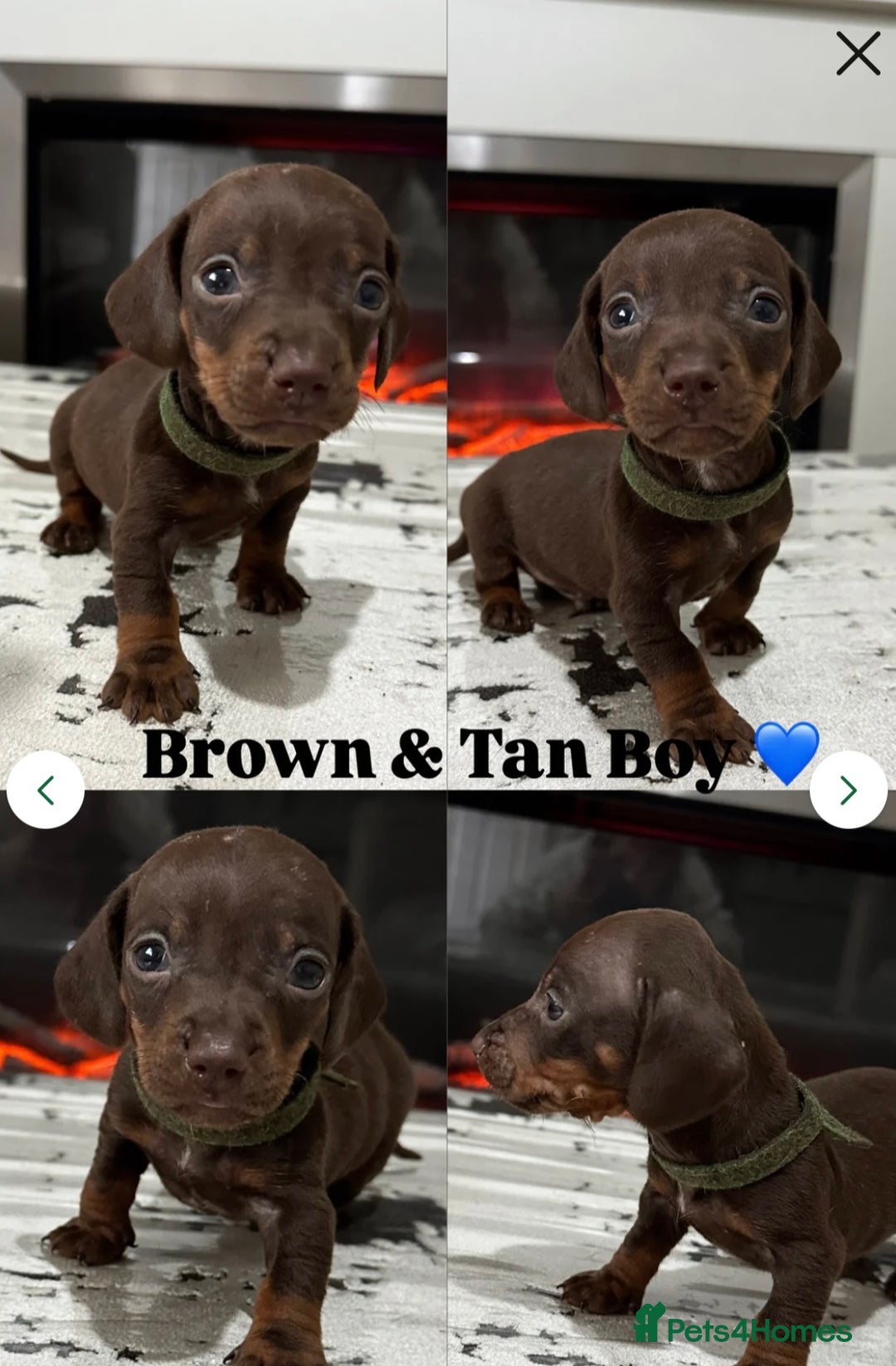 Dachshund dogs for sale: Miniature Dachshund Puppies  - Image 4