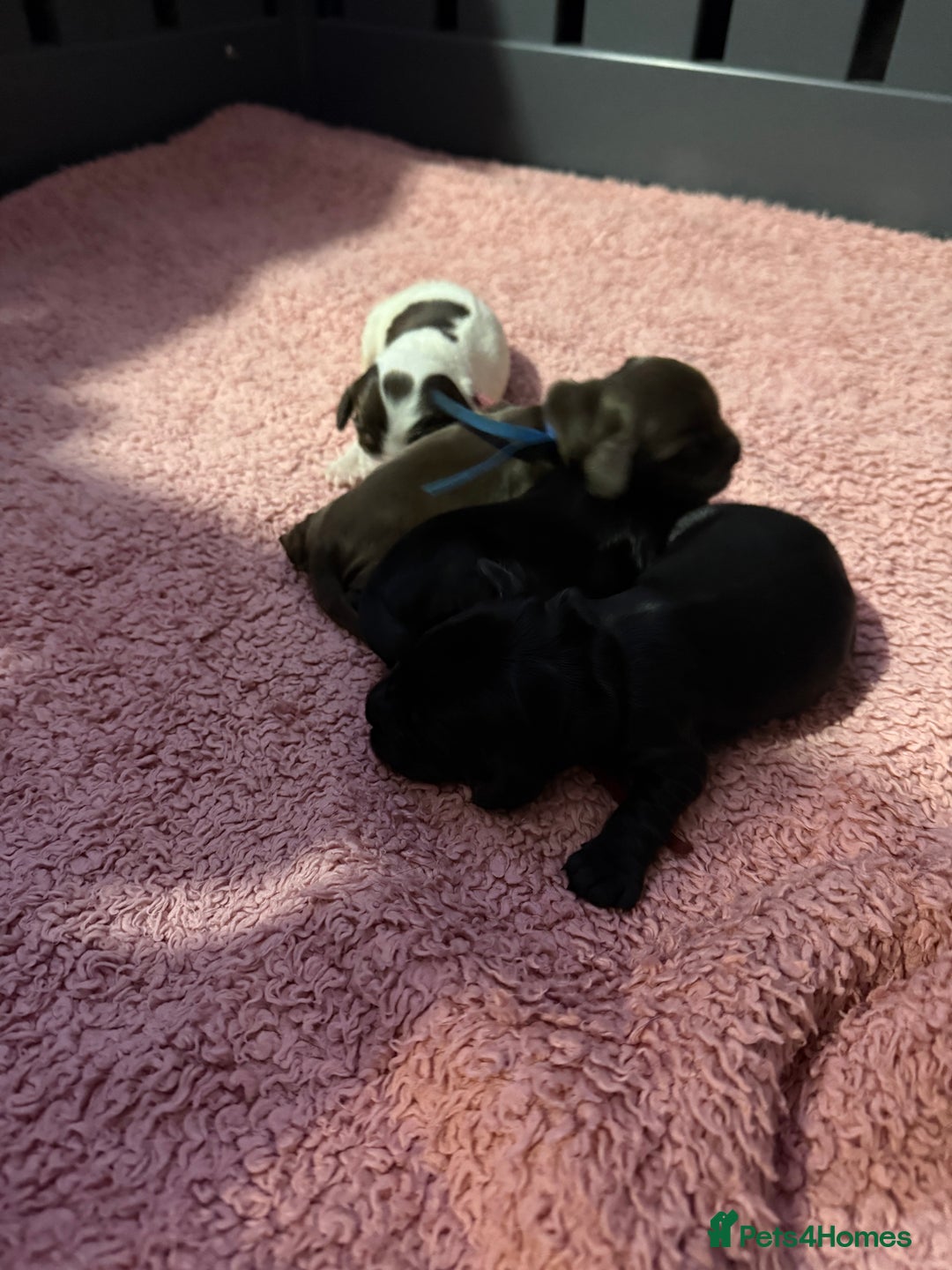 Cocker Spaniel dogs for sale: Show type cocker spaniel pups  - Advert 23