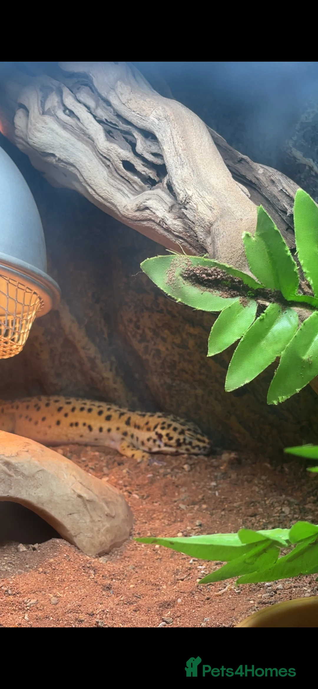 Leopard Gecko reptiles for sale: Leopard Gecko - Advert 2
