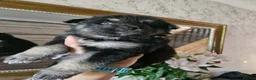 Siberian Husky dogs for stud: Siberian Husky Shadow is waiting for your girl - Advert 7