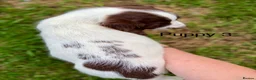 English Springer Spaniel dogs for sale: KC Reg Springer Spaniels  - Advert 7
