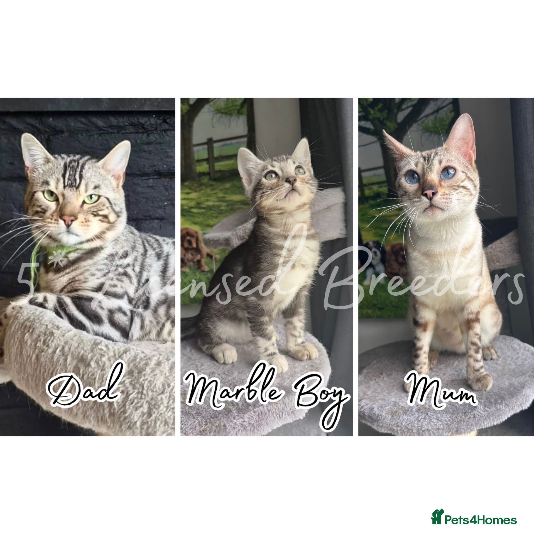Bengal cats Pure TICA Marble Bengal Ready Now 💙 - Advert 4