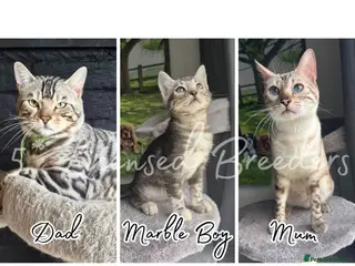 Bengal cats Pure TICA Marble Bengal Ready Now 💙 - Advert 4