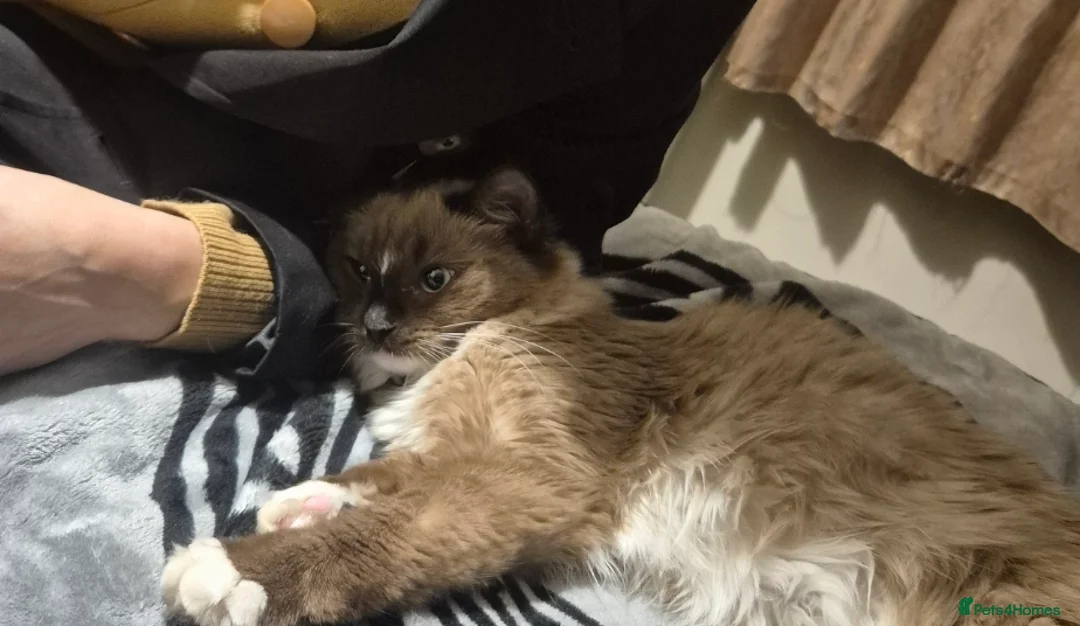 Ragdoll cats for sale: Ragdoll female cat - Advert 5