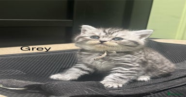 Scottish Fold cats - Advert 3