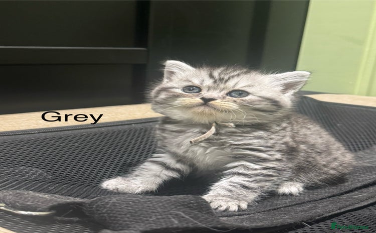 Scottish Fold cats - Advert 3