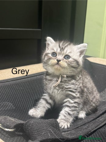 Scottish Fold cats - Advert 9