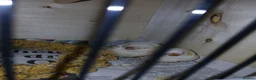 Finches birds for sale: 2 baby zebra finches - Advert 2