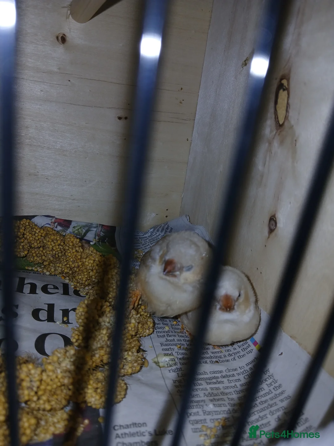 Finches birds for sale: 2 baby zebra finches - Advert 2